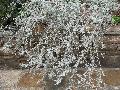 White Sagebrush